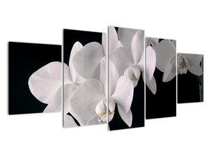 Tablou - orhidee albă
