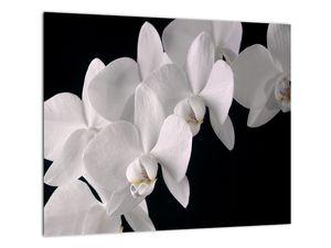 Tablou - orhidee albă